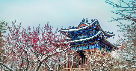 梅花山第 44 张图片