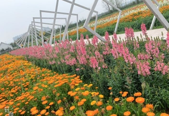 蔚然花海第 310 张图片