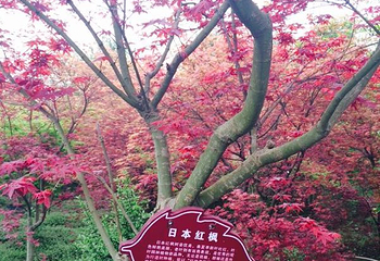 红枫基地第 16 张图片
