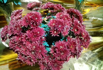 嵩明菊花展览会第 5 张图片