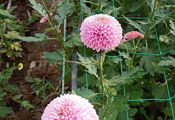 曹州百花园第 17 张图片