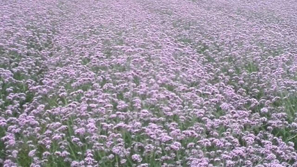 筋竹涧农业观光园第 29 张图片