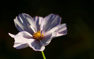 盛世花都翰林院