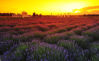 汉家公主薰衣草园