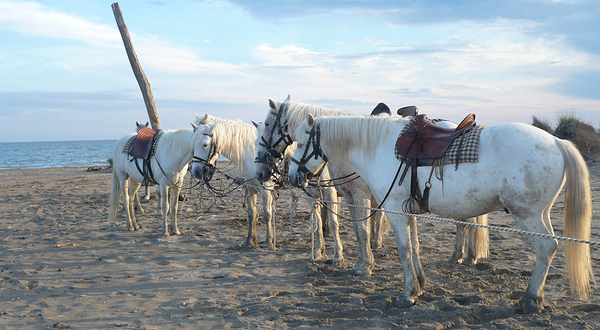 卡马尔格地区自然公园