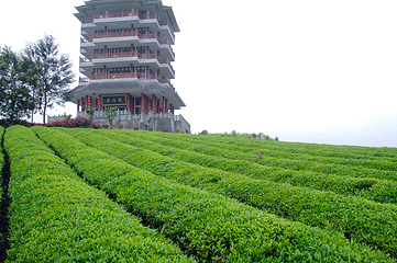中国茶海景区(湄潭茶海)第 6 张图片