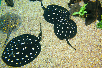 加拿大里普利水族馆第 18 张图片