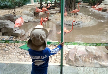 长隆酒店(广州长隆野生动物世界店)·白虎自助餐厅第 91 张图片