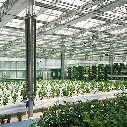 南和农业嘉年华