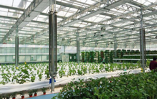 南和农业嘉年华