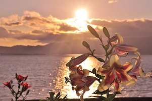 大阪舞洲百合园