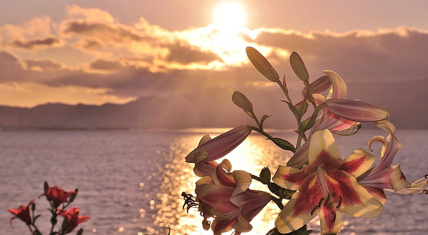 大阪舞洲百合园