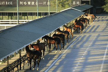 新疆古生态园汗血马基地第 117 张图片