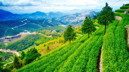 羊岩山茶文化园景区第 1 张图片