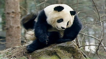 佛坪熊猫谷旅游区第 5 张图片