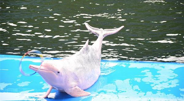 芭提雅海豚世界