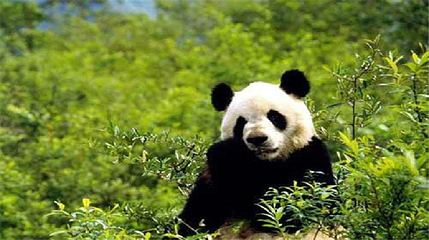 佛坪熊猫谷旅游区第 2 张图片