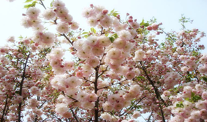 绵阳盛世樱花悠乐谷第 17 张图片
