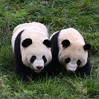 佛坪熊猫谷旅游区