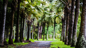 庞普勒穆斯植物园