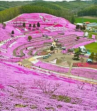 洛阳薰衣草庄园