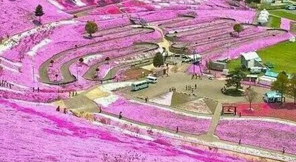 洛阳薰衣草庄园