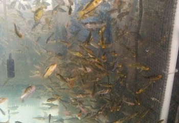 清远花卉庄园第 16 张图片
