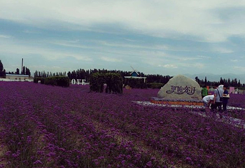 伊帕尔汗薰衣草观光园第 56 张图片