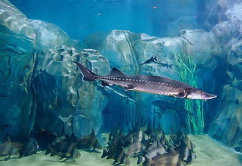 上海海洋水族馆第 9 张图片