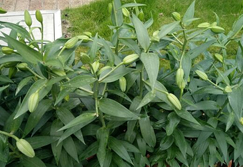 新枫林花海无忧牧场第 33 张图片