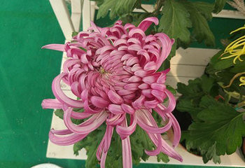 湖熟菊花园第 5 张图片