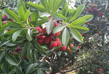慈溪市圈圈杨梅生态观光园第 12 张图片