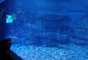 海之语海洋世界第 70 张图片