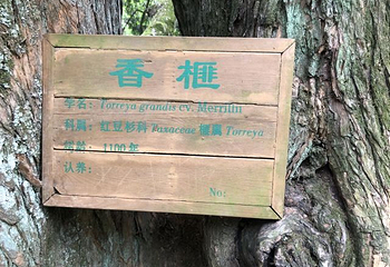 香榧森林公园第 35 张图片