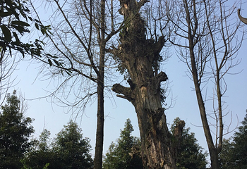佛来山第 6 张图片