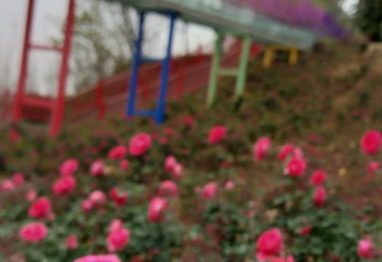音乐百花谷第 35 张图片