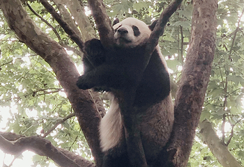 成都大熊猫繁育研究基地第 811 张图片