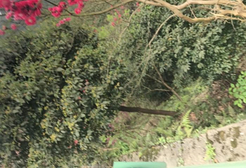 龙茶花海第 22 张图片