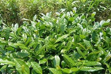 水目山第 11 张图片