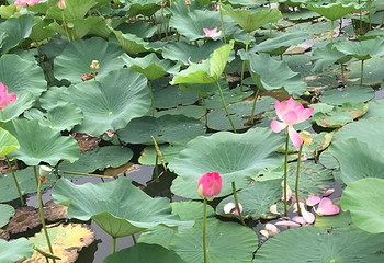 银川鸣翠湖国家湿地公园第 32 张图片