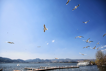 呈贡滇池生态湿地公园第 14 张图片