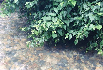 五排河漂流风景区第 11 张图片