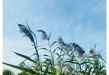 高邮湖芦苇荡湿地公园第 35 张图片