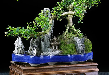 金城盆景园第 2 张图片