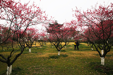超山风景名胜区第 31 张图片