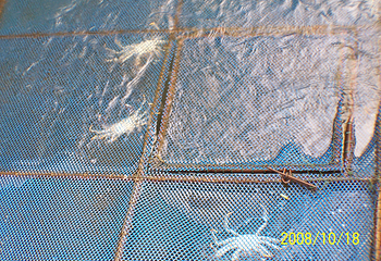 阳澄湖第 160 张图片
