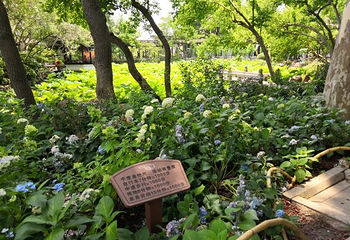 醉白池第 41 张图片