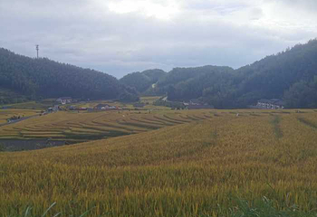 上堡梯田第 19 张图片