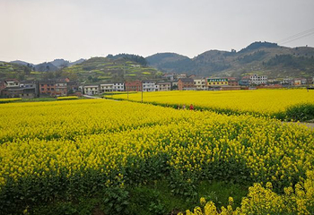 南川北固油菜花基地第 6 张图片