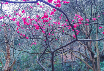 花溪公园第 39 张图片